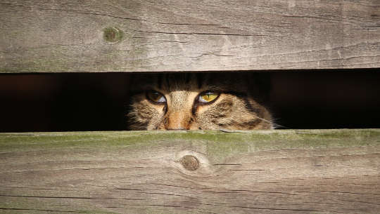 Is Your Stress Affecting Your Pets and Those You Love? Is Your Stress Affecting Your Pets and Those You Love?